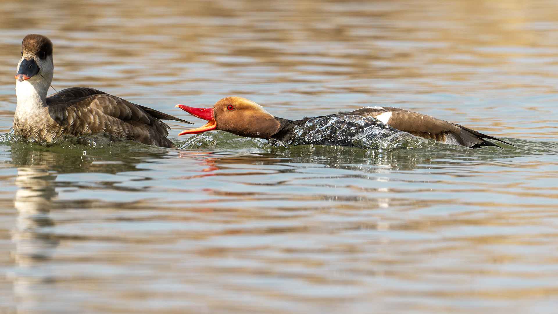 Red-crested Pochard